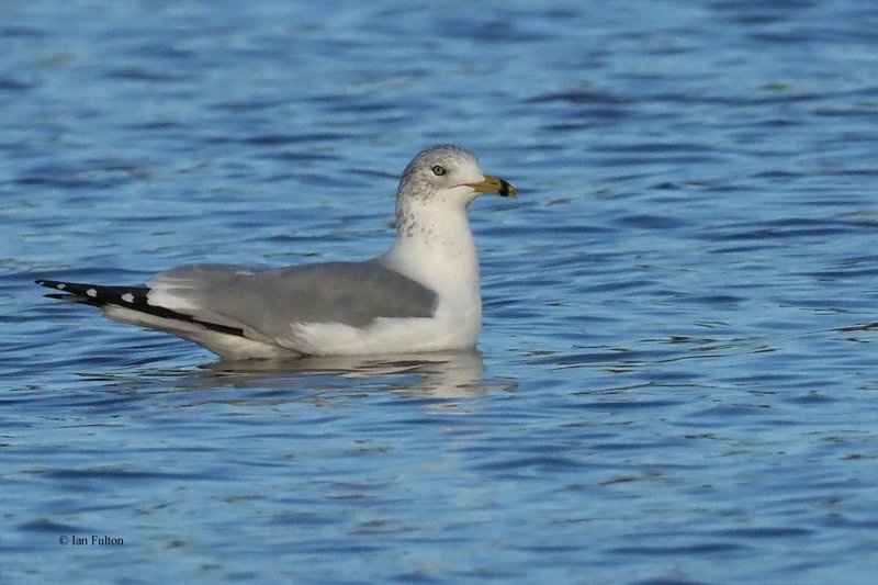 Ring-billed Gull, Strathclyde CP, Clyde