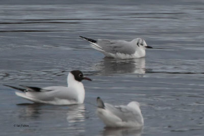 Bonaparte's Gull, Cardwell Bay, Clyde