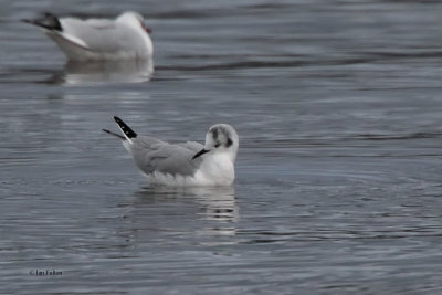 Bonaparte's Gull, Cardwell Bay, Clyde