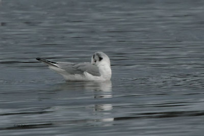 Bonaparte's Gull, Cardwell Bay, Clyde