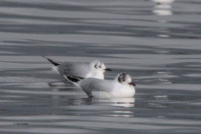 Bonaparte's Gull, Cardwell Bay, Clyde