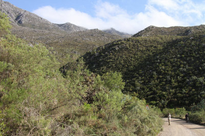 Birding at mid height for Protea Canary