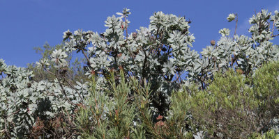 High altitude Proteas