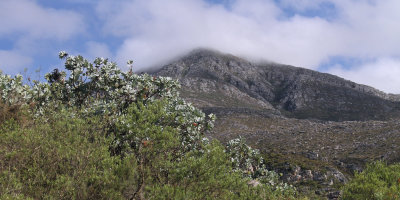 High altitude Proteas