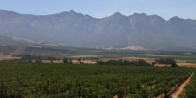 Vineyards near Worcester