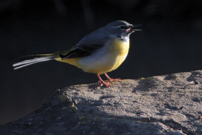 Grey Wagtail, Brookhouse, Yorkshire