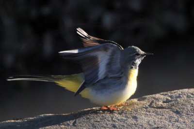 Grey Wagtail, Brookhouse, Yorkshire