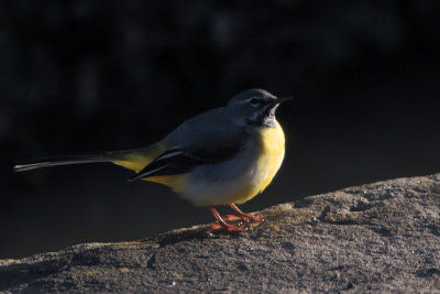 Grey Wagtail, Brookhouse, Yorkshire