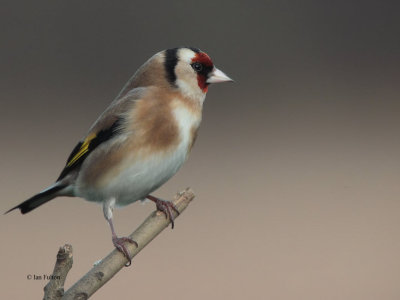 Goldfinch, RSPB Lochwinnoch, Clyde