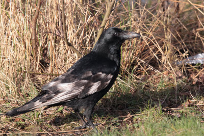 Carrion Crow, Drumpelier CP, Clyde