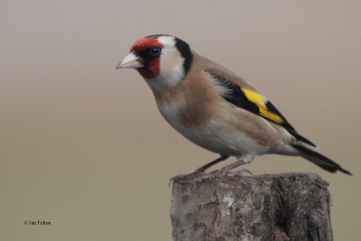 Goldfinch, RSPB Lochwinnoch, Clyde