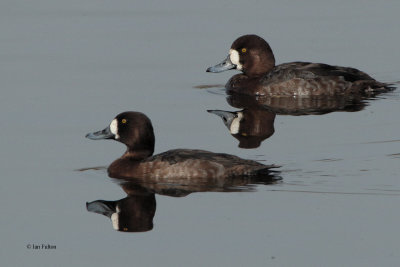 Scaup (female), Strathclyde Loch, Clyde