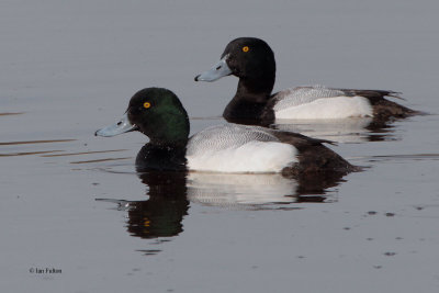 Scaup (male), Strathclyde Loch, Clyde