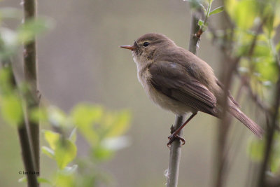 Chiffchaff, Potteric Carr, Yorkshire