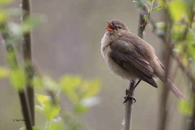 Chiffchaff, Potteric Carr, Yorkshire
