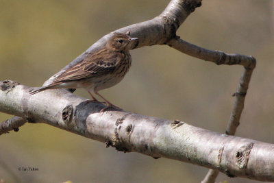 Tree Pipit, RSPB Inversnaid-Loch Lomond, Clyde