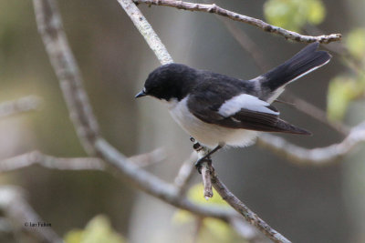 Pied Flycatcher, RSPB Inversnaid-Loch Lomond, Clyde