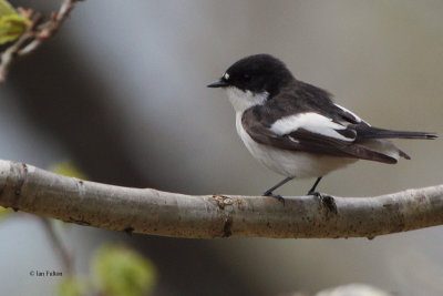 Pied Flycatcher, RSPB Inversnaid-Loch Lomond, Clyde