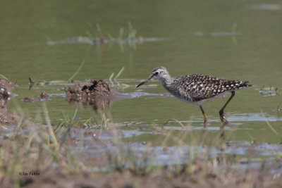 Wood Sandpiper, Carbarns Pond, Clyde
