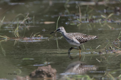 Wood Sandpiper, Carbarns Pond, CLyde