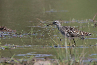 Wood Sandpiper, Carbarns Pond, CLyde