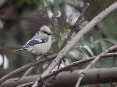 Azure Tit, Charyn River guest house, Kazakhstan