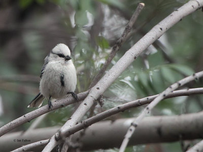 Azure Tit, Charyn River guest house, Kazakhstan