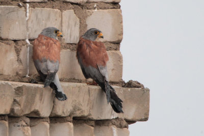 Lesser Kestrel, Charyn River Canyon area, Kazakhstan