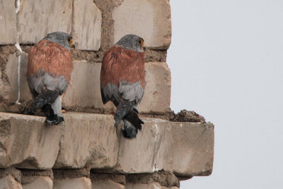 Lesser Kestrel, Charyn River Canyon area, Kazakhstan