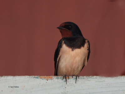 Barn Swallow, Kokpek Pass, Kazakhstan