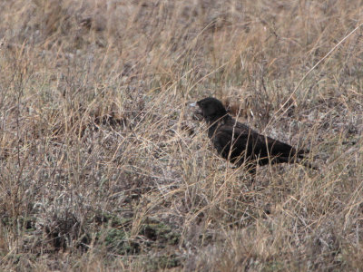 Black Lark, Taukum Desert, Kazakhstan