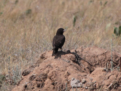 Black Lark, Taukum Desert, Kazakhstan