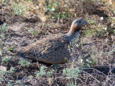 Black-bellied Sandgrouse, Taukum Desert, Kazakhstan