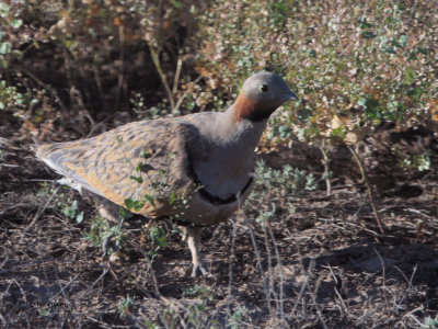 Black-bellied Sandgrouse, Taukum Desert, Kazakhstan