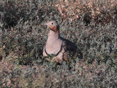 Black-bellied Sandgrouse, Taukum Desert, Kazakhstan