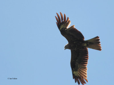 Black-eared Kite, Tien Shan Mountains, Kazakhstan