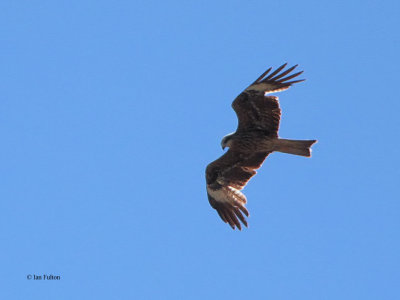 Black-eared Kite, Tien Shan Mountains, Kazakhstan