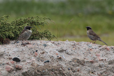 Black-throated Accentor, Tien Shan Mountains, Kazakhstan