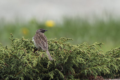 Black-throated Accentor, Tien Shan Mountains, Kazakhstan