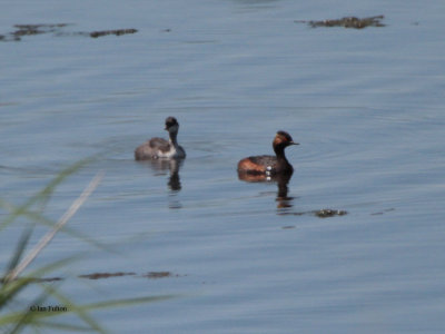 Black-necked Grebe, Sorbulak Lakes, Kazakhstan