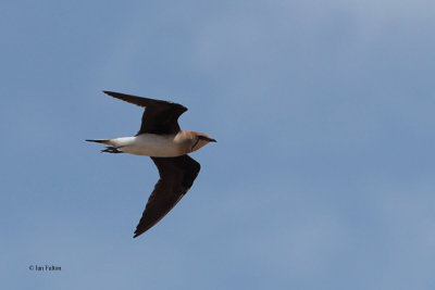 Black-winged Pratincole, Taukum Desert, Kazakhstan