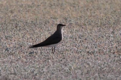 Black-winged Pratincole, Taukum Desert, Kazakhstan