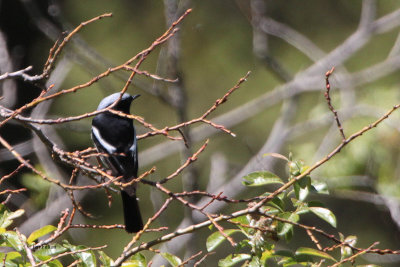 Blue-capped Redstart, Tien Shan Mountains, Kazakhstan