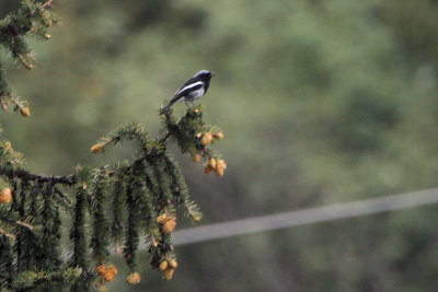 Blue-capped Redstart, Tien Shan Mountains, Kazakhstan