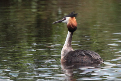 Great Crested Grebe, Endrick Water-RSPB Loch Lomond, Clyde