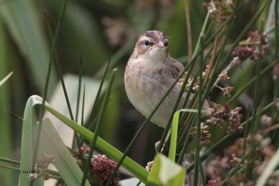 Sedge Warbler, Net Bay-RSPB Loch Lomond, Clyde