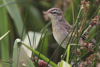 Sedge Warbler, Net Bay-RSPB Loch Lomond, Clyde