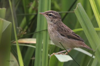 Sedge Warbler, Net Bay-RSPB Loch Lomond, Clyde