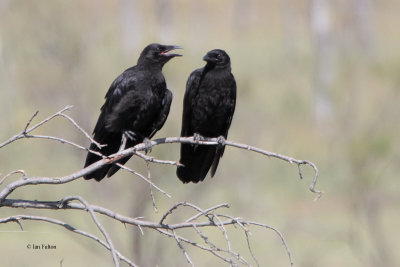 Carrion Crow, Almaty, Kazakhstan