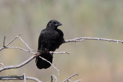 Carrion Crow, Almaty, Kazakhstan